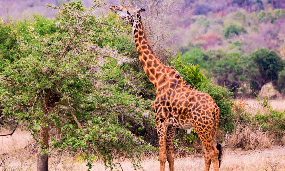 Akagera National Park