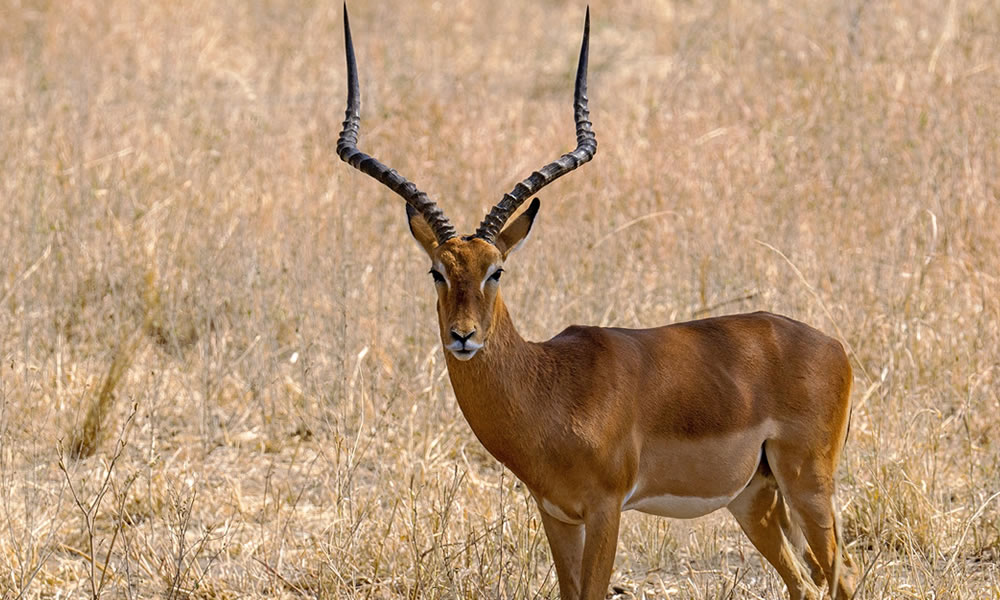 6 Days Best of Tanzania Wildlife Adventure