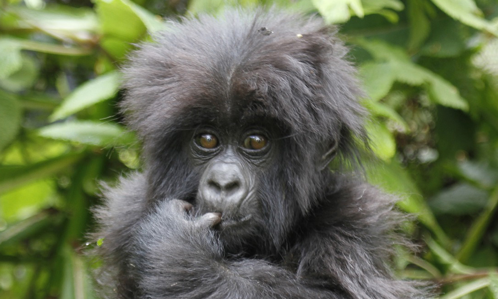 Best time to go visiting Bwindi Forest