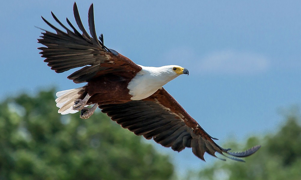 Bird Watching Safaris in Rwanda