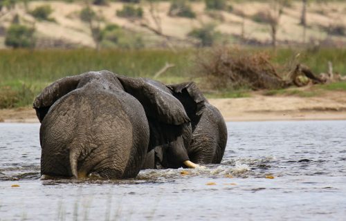 8 Days Wildlife Safari Tour in Uganda