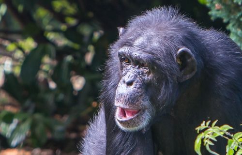 5 Days Chimpanzee Tracking in Burundi