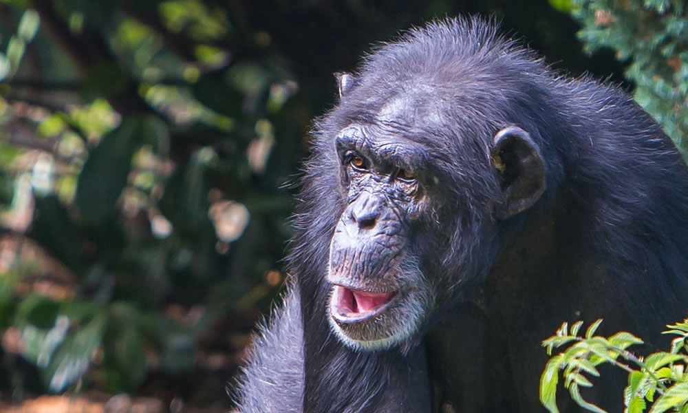 5 Days Chimpanzee Tracking in Burundi