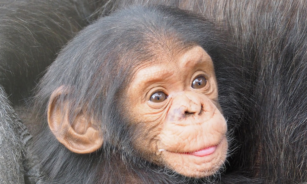 Chimpanzee Tracking in Nyungwe Forest National Park