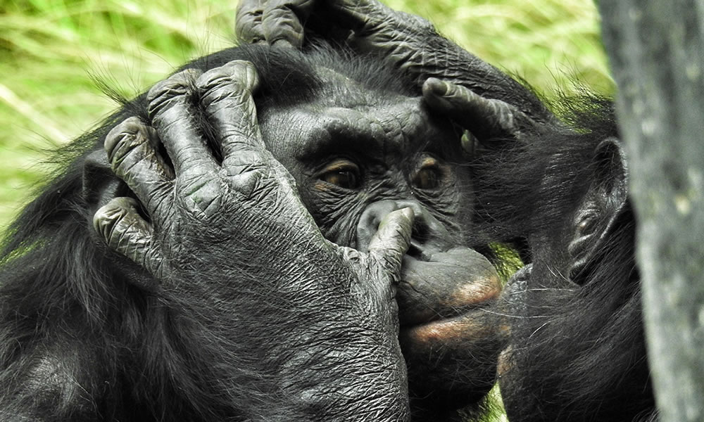 5 Days Uganda Primate Tracking Safari