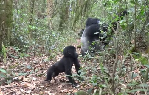 3 Days Congo Gorilla Trekking Safari