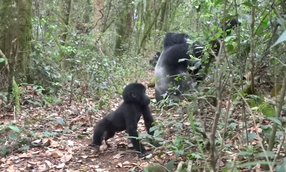 3 Days Congo Gorilla Trekking Safari