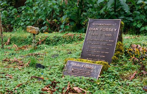 4 Days Gorilla Trekking and Dian Fossey Hike