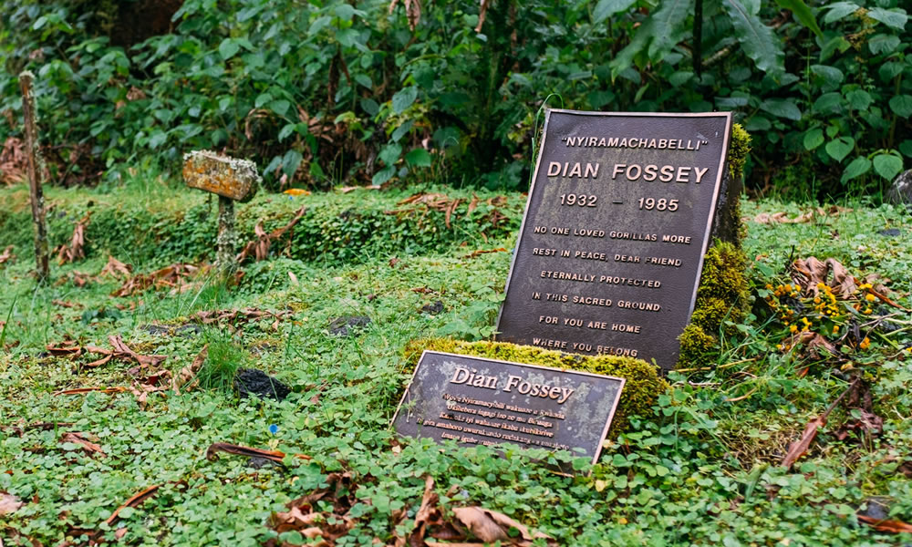 4 Days Gorilla Trekking and Dian Fossey Hike
