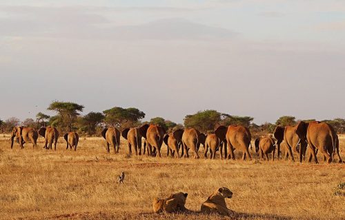 7 Days Exploring Kenya Wildlife Safari Tour