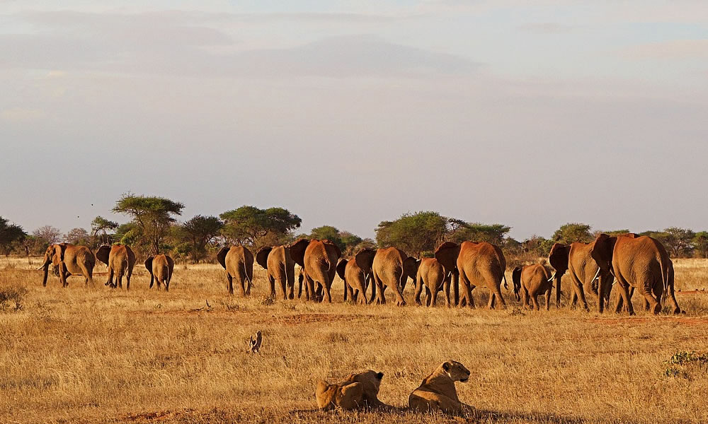 7 Days Exploring Kenya Wildlife Safari Tour