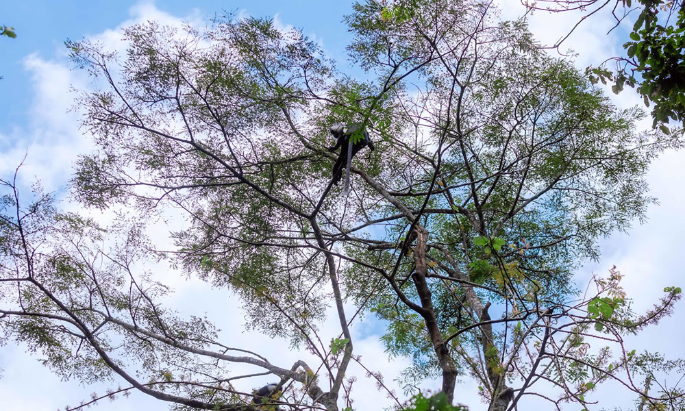 Gishwati Mukura National Park