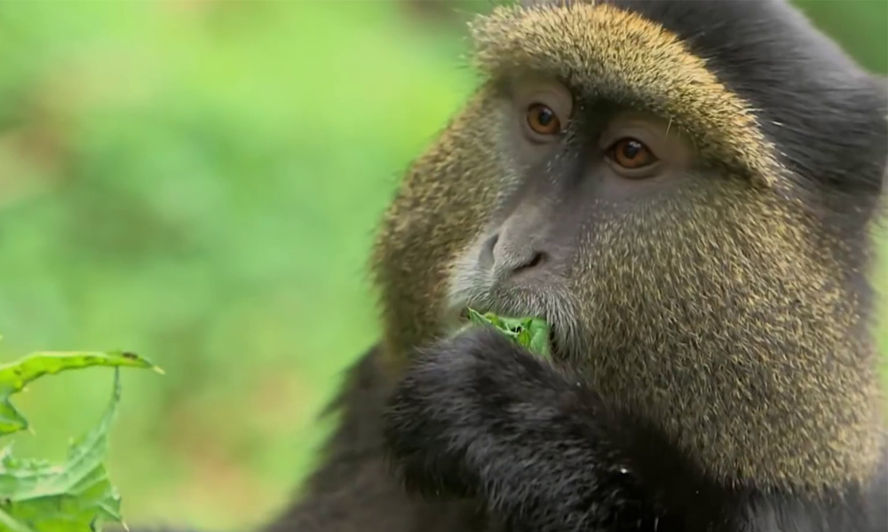 Golden Monkey Tracking In Rwanda