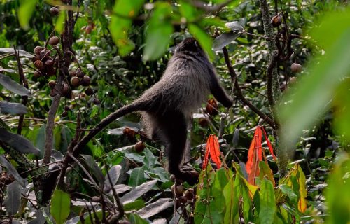 3 Days Gorilla Trekking and Golden Monkey Tracking