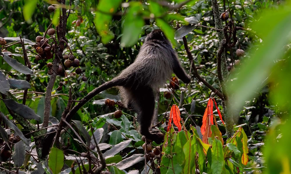 3 Days Gorilla Trekking and Golden Monkey Tracking