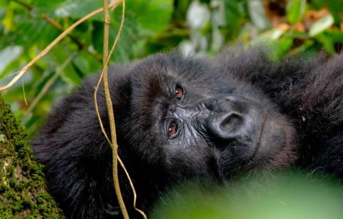 9 Days Exploring the Best of Rwanda Wildlife