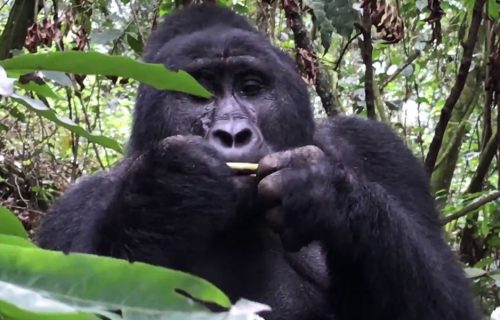 3 Days Lowland Gorilla Trekking Safari