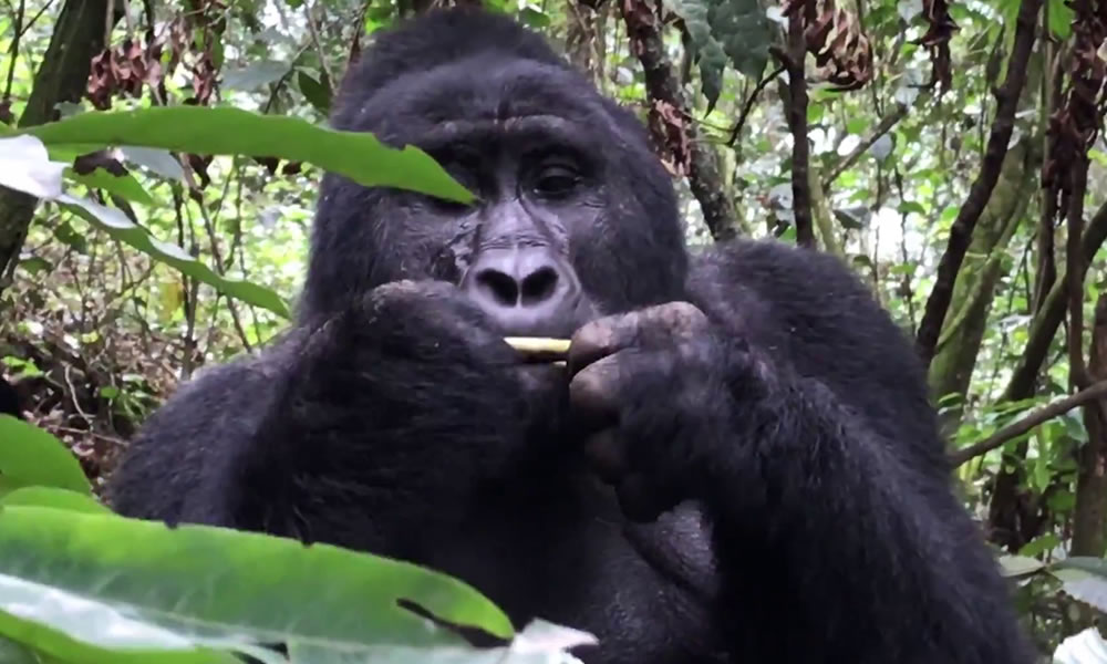 3 Days Lowland Gorilla Trekking Safari