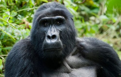 6 Days Gorilla and Chimpanzee Safari in Uganda