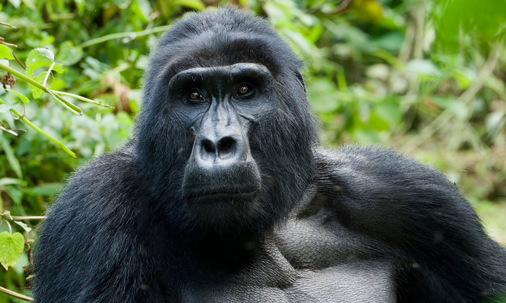 6 Days Gorilla and Chimpanzee Safari in Uganda