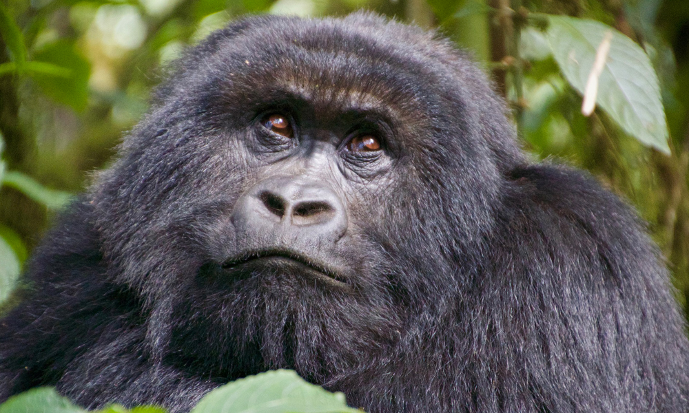 Gorilla Trekking in Volcanoes National Park