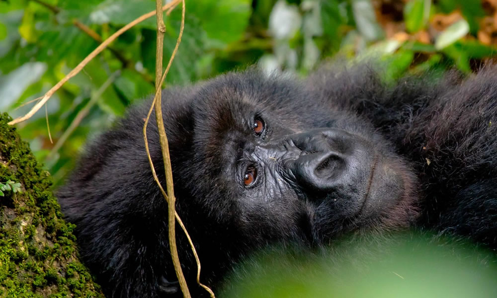 9 Days Exploring the Best of Rwanda Wildlife