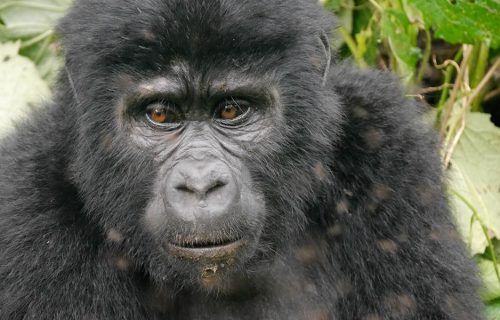 3 Days Gorilla Trekking Safari in Rwanda