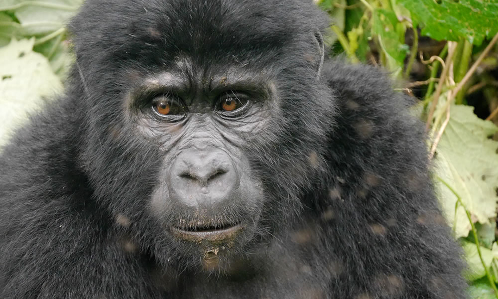 3 Days Gorilla Trekking Safari in Rwanda