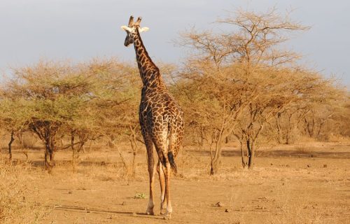 6 Days Kenya Wildlife Adventure Safari Tour