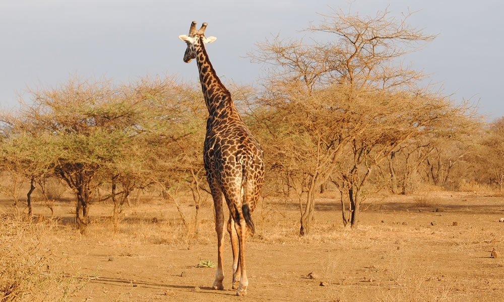 6 Days Kenya Wildlife Adventure Safari Tour