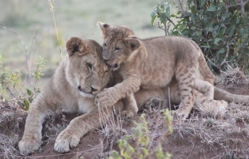 4 Days Wildlife Safari to Masai Mara National Park