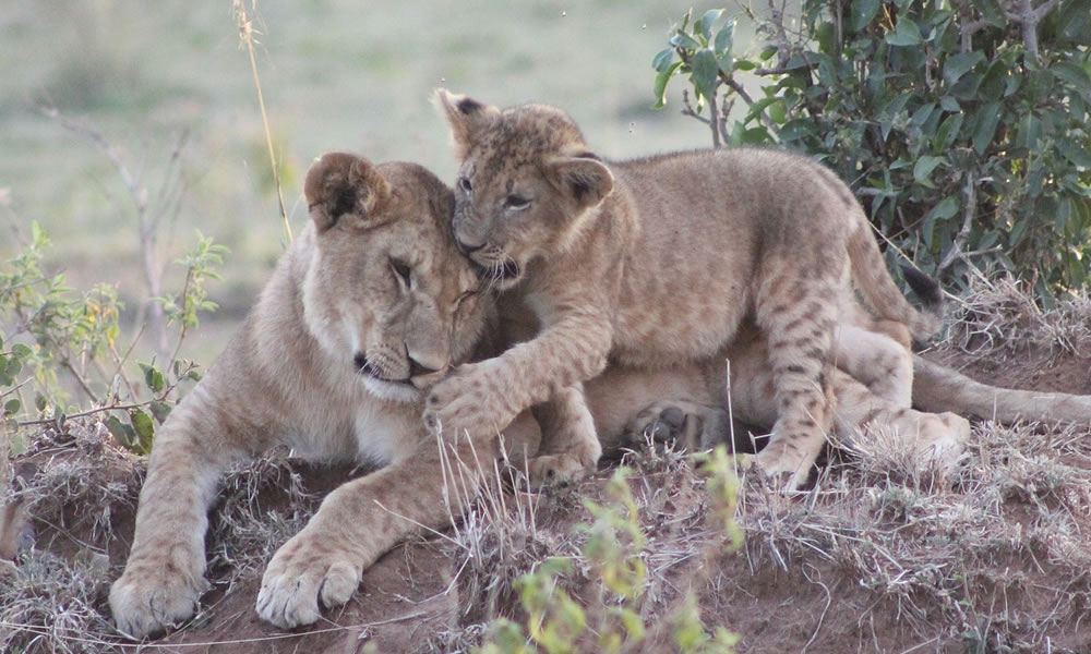 4 Days Wildlife Safari to Masai Mara National Park