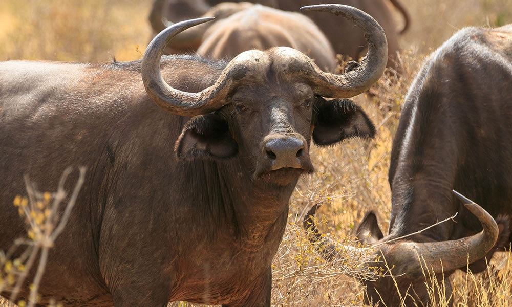 10 Days Classic Kenya Wildlife Safari Adventure