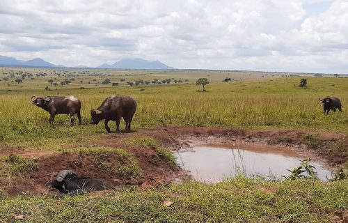 6 Days Exploring Northern Uganda Safari