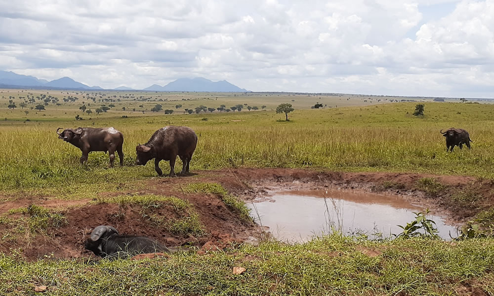 6 Days Exploring Northern Uganda Safari
