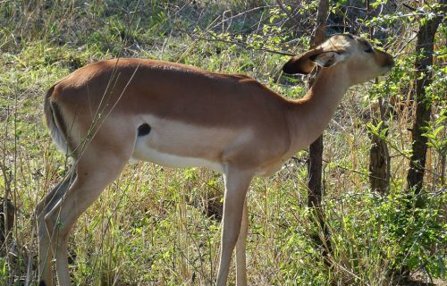 6 Days Best of Rwanda Wildlife Tour