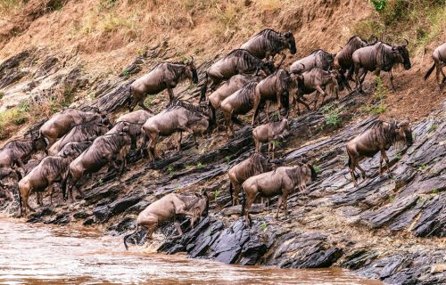 3 Days Masai Mara National Park Wildlife Tour