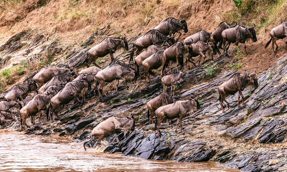 3 Days Masai Mara National Park Wildlife Tour