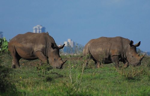 2 Days Nairobi National Park Wildlife Tour