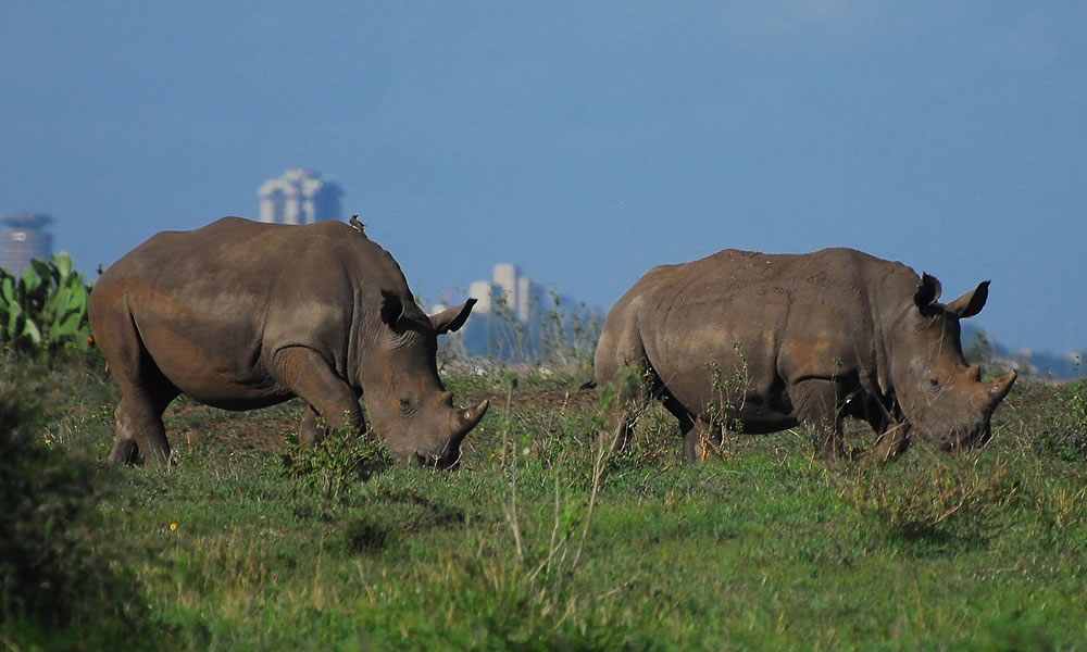 2 Days Nairobi National Park Wildlife Tour