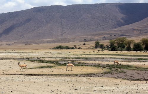 3 Days Tanzania Safari to Ngorongoro Crater