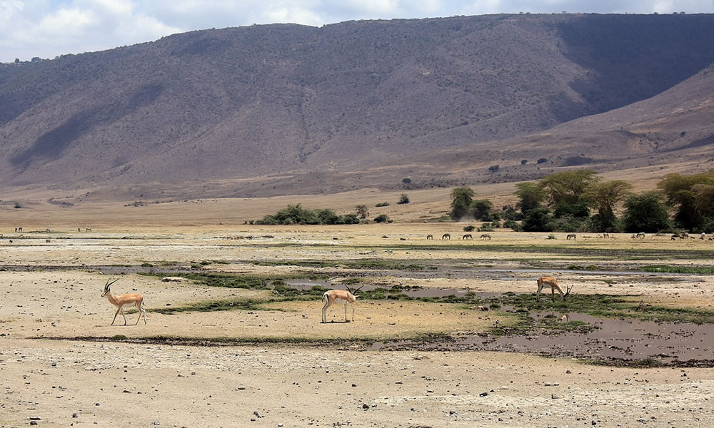 3 Days Tanzania Safari to Ngorongoro Crater