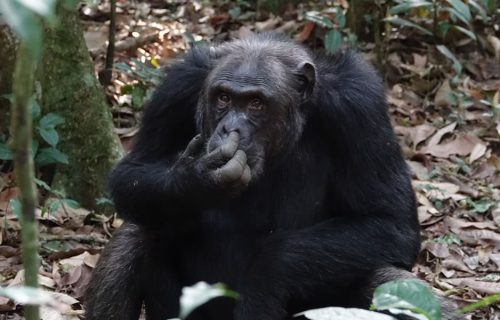 3 Days Chimpanzee Tracking in Nyungwe Forest National Park