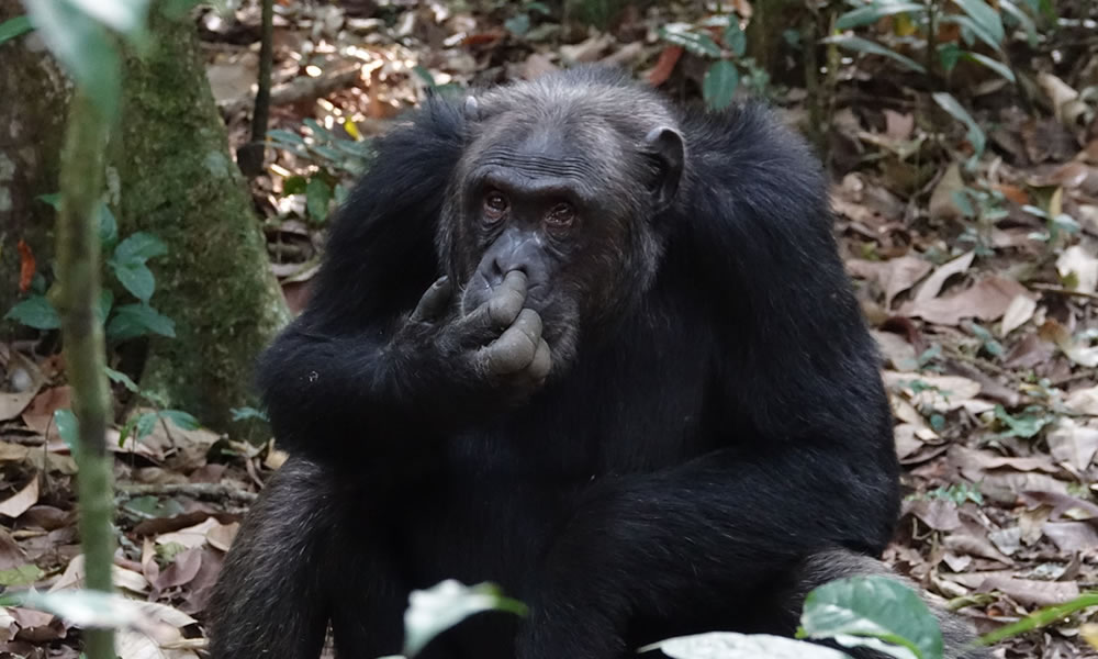 3 Days Chimpanzee Tracking in Nyungwe Forest National Park