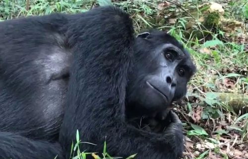 2 Days Virunga National Park Tour