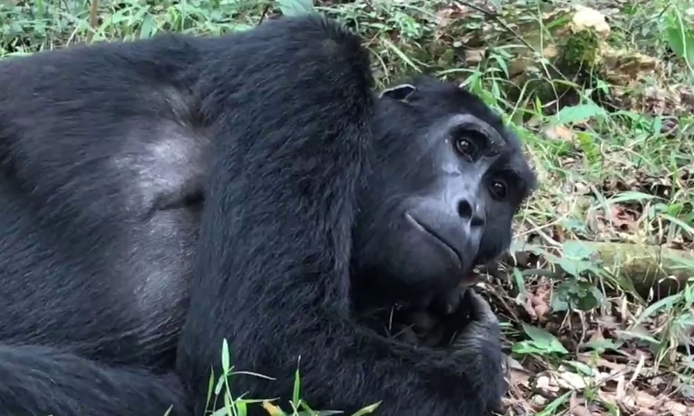 2 Days Virunga National Park Tour