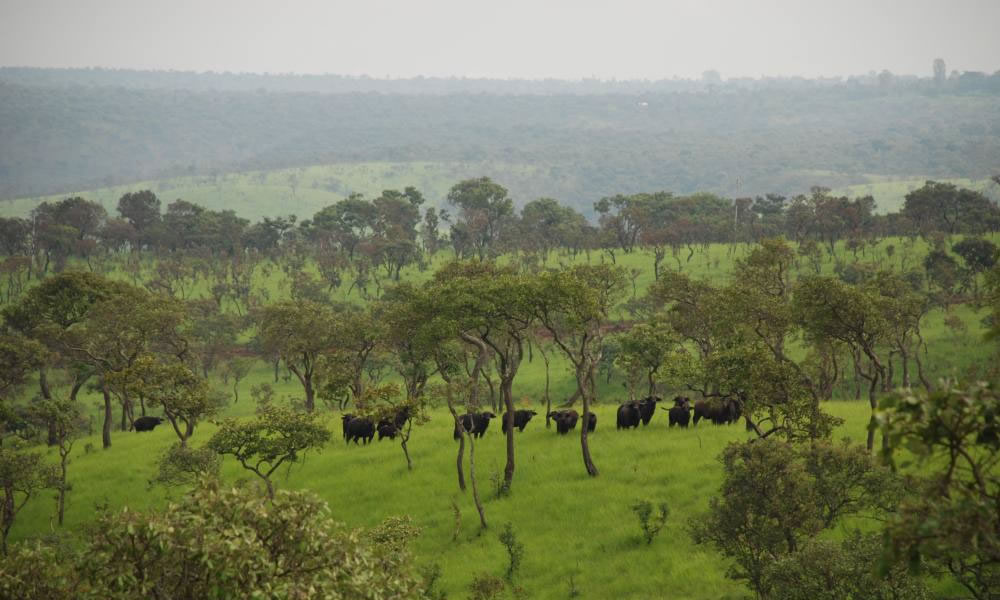 4 Days Wildlife Safari in Burundi