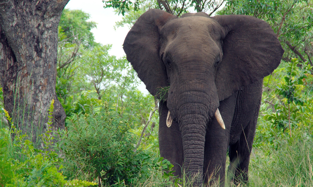 Wildlife Game Drives in Akagera National Park