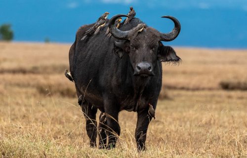 3 Days Samburu National Park Kenya Safari