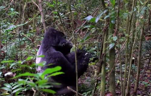 7 Days Primate Safari Adventure in Congo